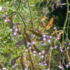 Coptopteryx argentina