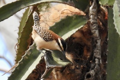 Campylorhynchus