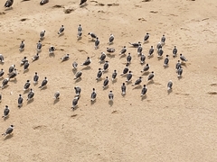 Leucophaeus pipixcan