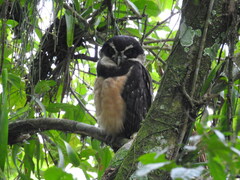 Pulsatrix perspicillata