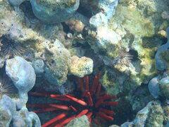 Heterocentrotus mamillatus