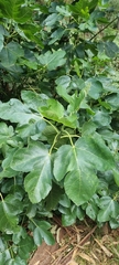 Ficus carica