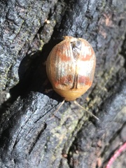 Paropsisterna m-fuscum