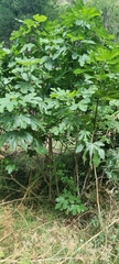 Ficus carica