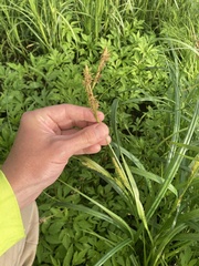 Carex trichocarpa