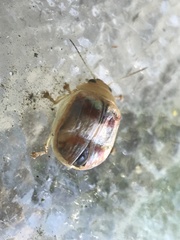 Paropsisterna m-fuscum