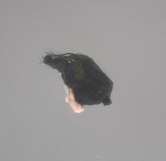 Podospora excentrica