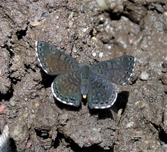 Exoplisia myrtis