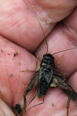 Gryllus veletis
