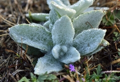 Pseudognaphalium stramineum