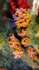 Tubastraea coccinea