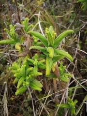 Calceolaria crenata