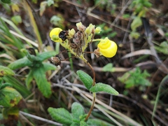 Calceolaria crenata