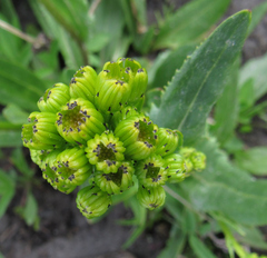 Senecio integerrimus