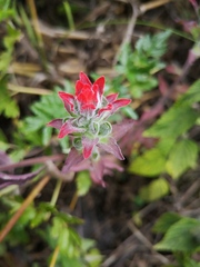 Castilleja arvensis arvensis