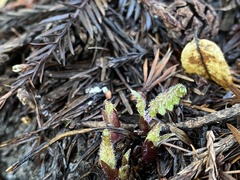 Pedicularis dudleyi