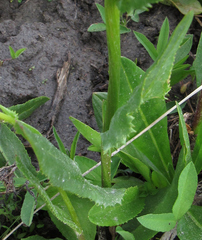Senecio integerrimus