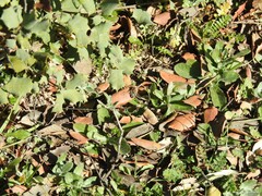 Ornithopus compressus