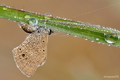 Hemiargus ceraunus astenidas