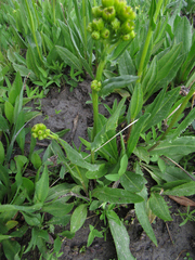 Senecio integerrimus