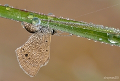 Hemiargus ceraunus astenidas