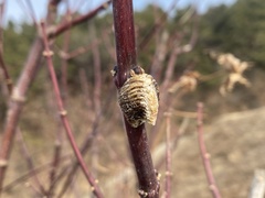 Hierodula patellifera