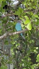 Melopsittacus undulatus domesticus