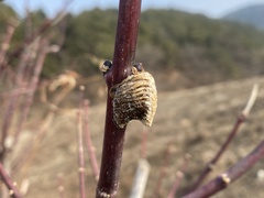 Hierodula patellifera