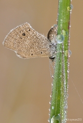 Hemiargus ceraunus astenidas