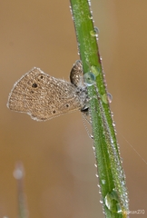 Hemiargus ceraunus astenidas