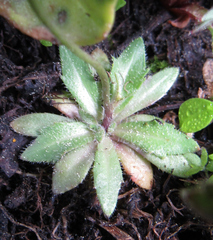 Draba albertina