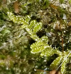 Callicladium imponens