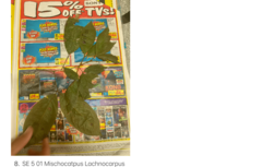 Mischocarpus lachnocarpus