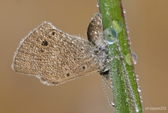Hemiargus ceraunus astenidas