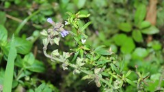 Salvia plebeia