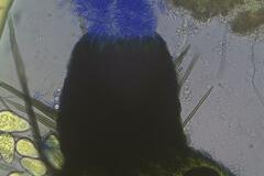 Podospora excentrica