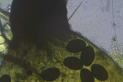 Podospora excentrica