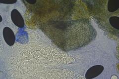 Podospora excentrica