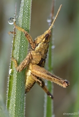Sphenarium
