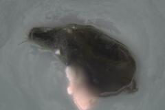 Podospora excentrica