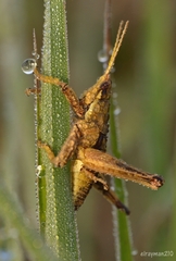 Sphenarium