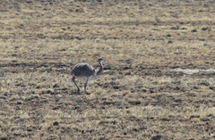 Rhea pennata