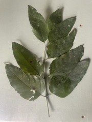 Polyscias australiana