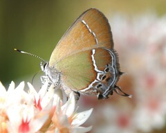 Callophrys xami xami