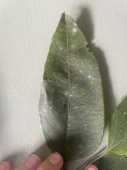 Polyscias australiana