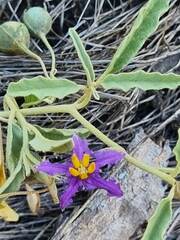 Solanum esuriale