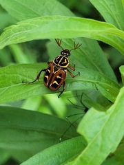 Paratrichius nomurai