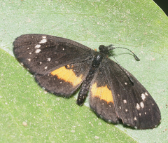 Texola anomalus