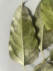 Polyscias australiana