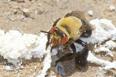 Centris caesalpiniae